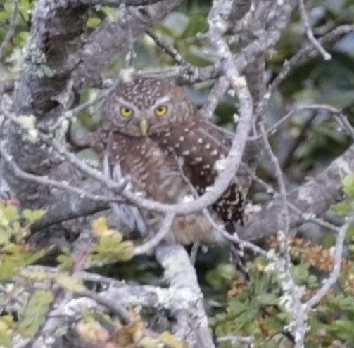 Andean Pygmy-Owl - ML614892370