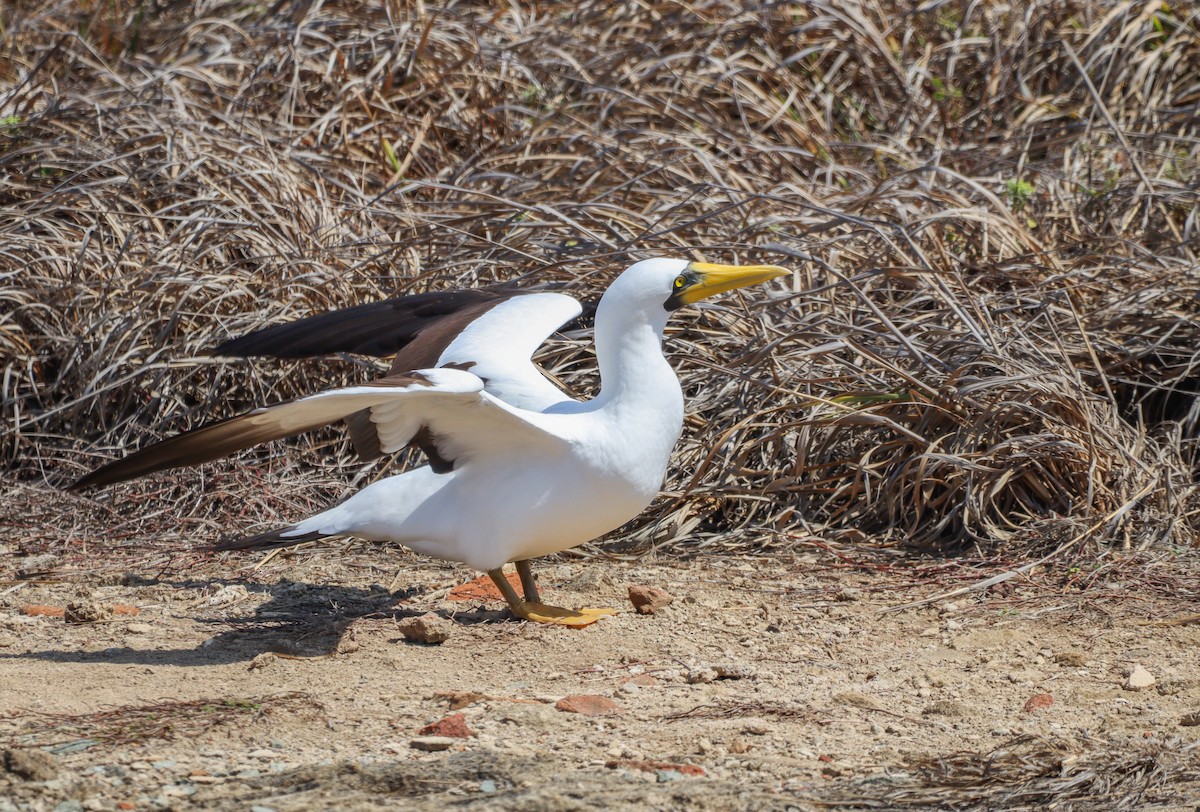 Masked Booby - ML614892548