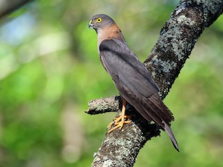  - Collared Sparrowhawk