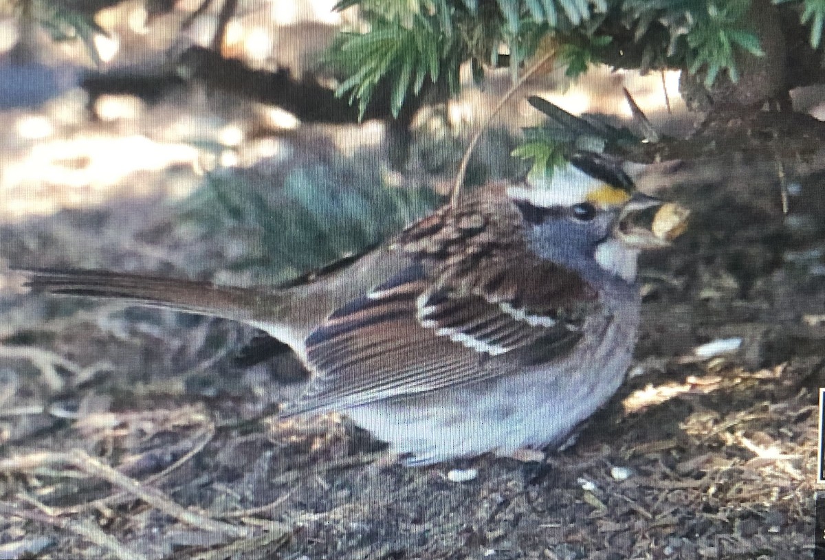 White-throated Sparrow - ML614893167