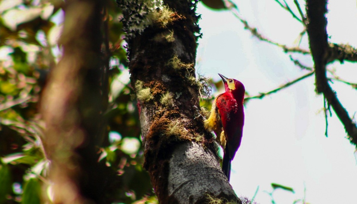Crimson-mantled Woodpecker - ML614893242
