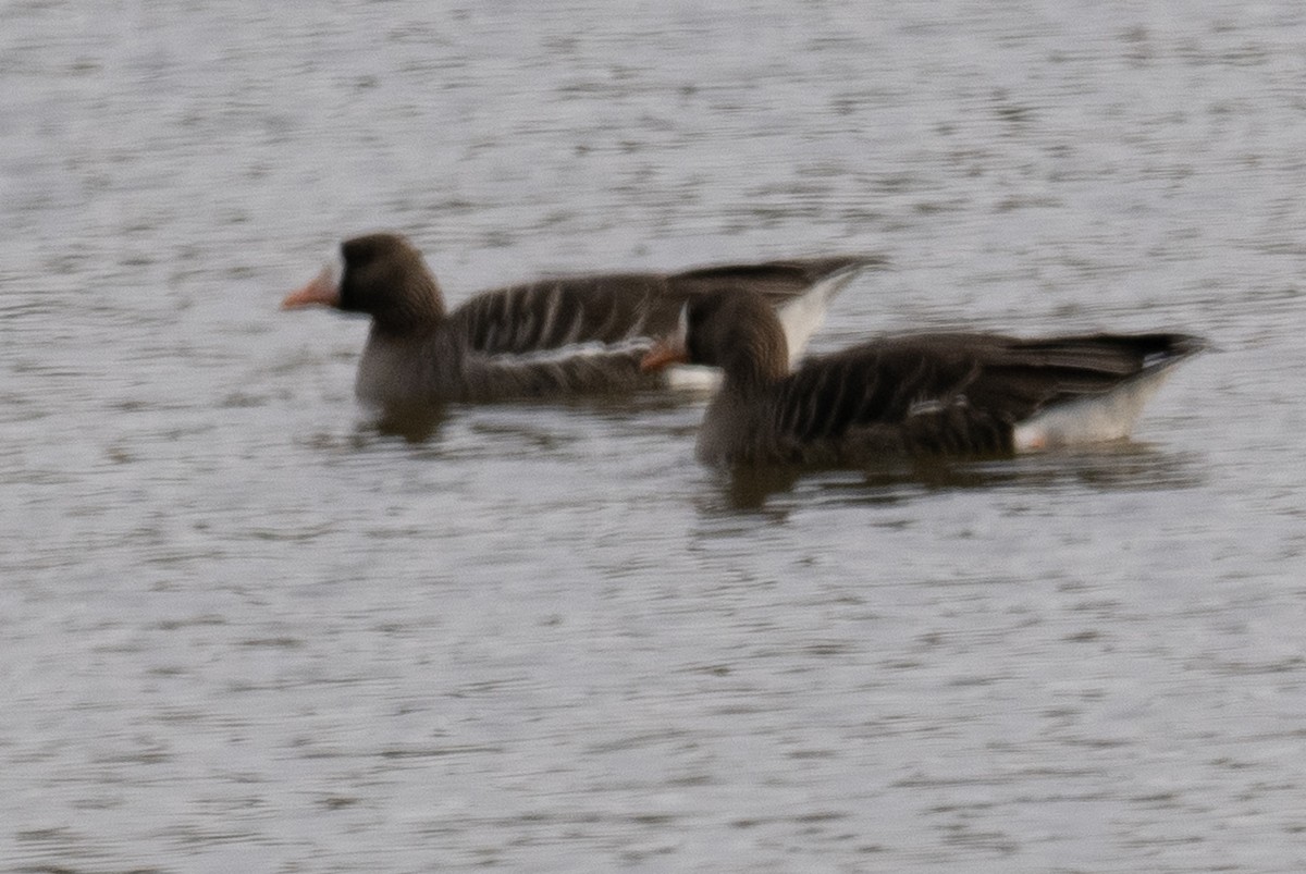 Greater White-fronted Goose - ML614893370