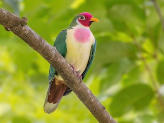  - Jambu Fruit-Dove