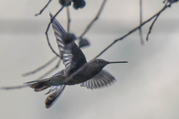 Giant Hummingbird - ML614893461