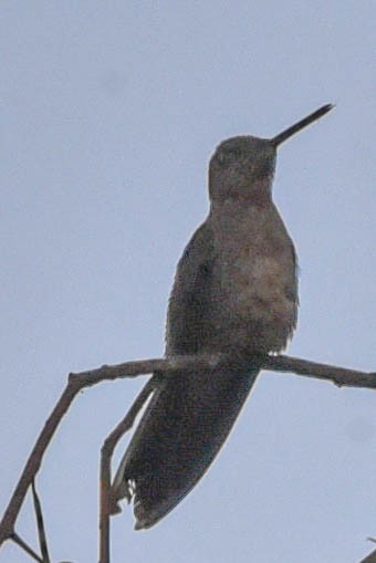 Giant Hummingbird - ML614893462
