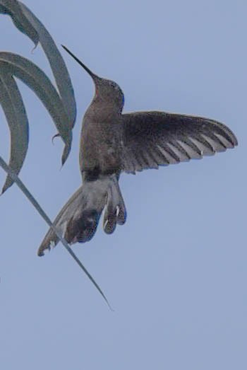 Giant Hummingbird - Steven Hall