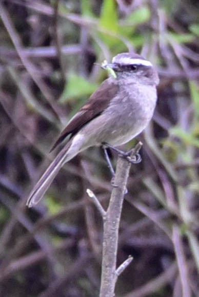 White-browed Chat-Tyrant - Steven Hall
