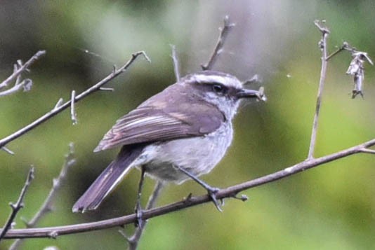White-browed Chat-Tyrant - Steven Hall