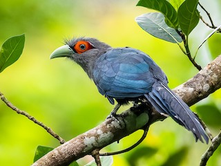  - Chestnut-bellied Malkoha