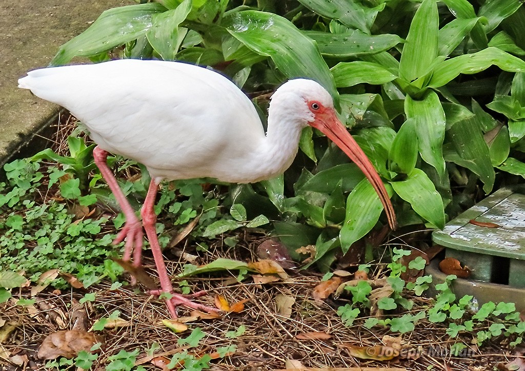 ibis bílý - ML614893646
