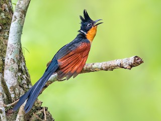  - Chestnut-winged Cuckoo