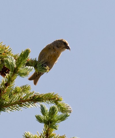 Barbour crossbill on sale