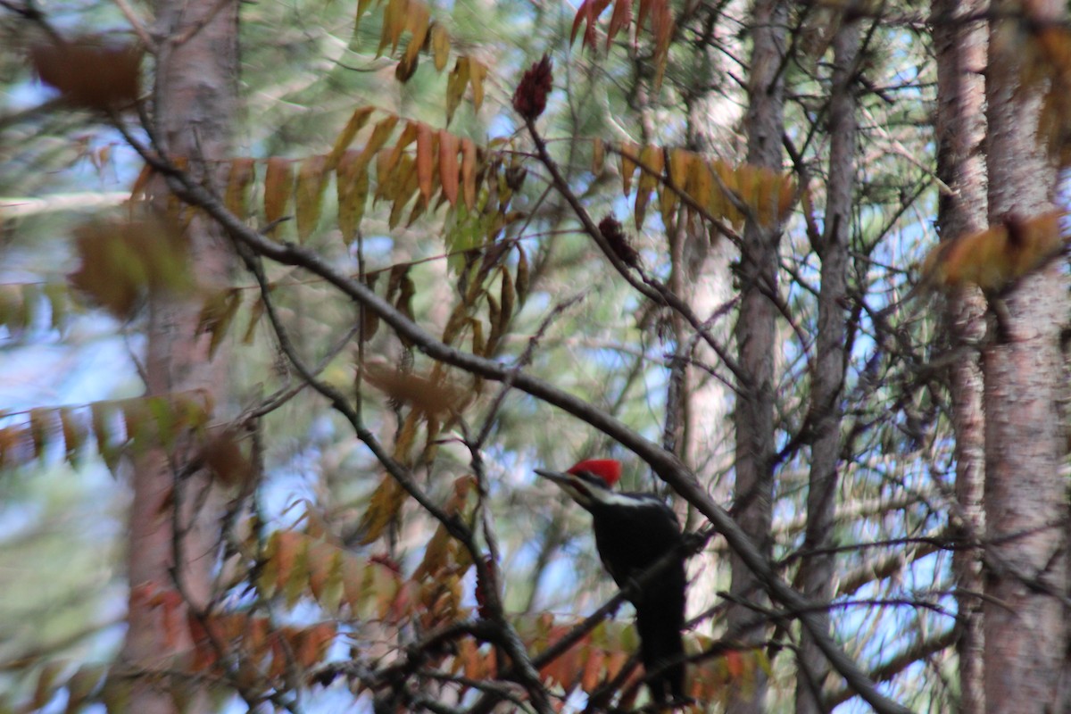 Pileated Woodpecker - Lisa Doud