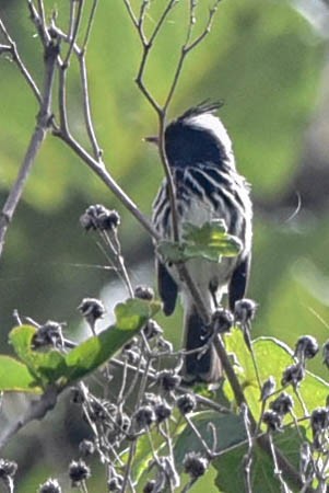 Pied-crested Tit-Tyrant - ML614893835