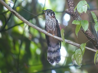  - Moustached Hawk-Cuckoo