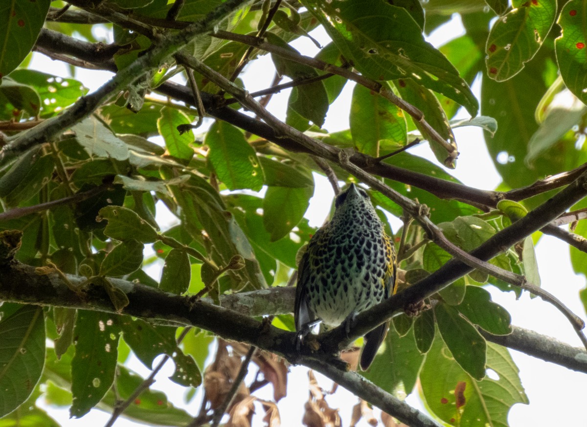 Spotted Tanager - ML614893853