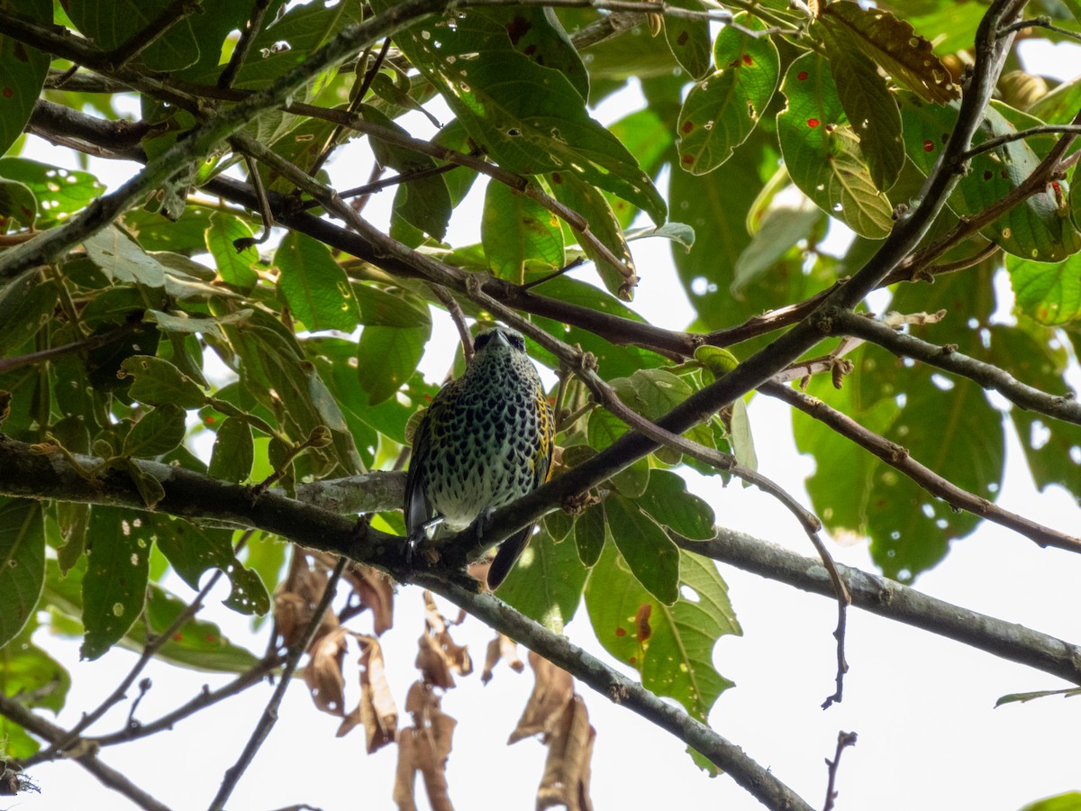 Spotted Tanager - ML614893863