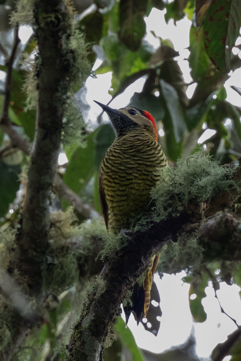 Golden-olive Woodpecker - ML614893899