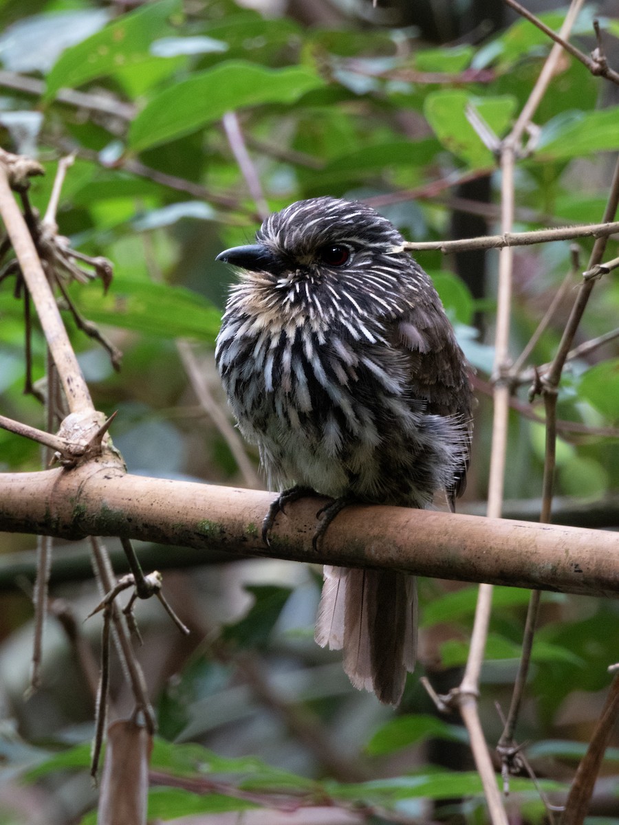 Black-streaked Puffbird - ML614894189
