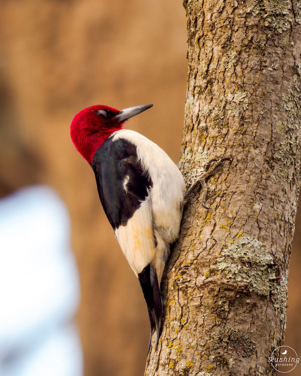 Red-headed Woodpecker - ML614894346