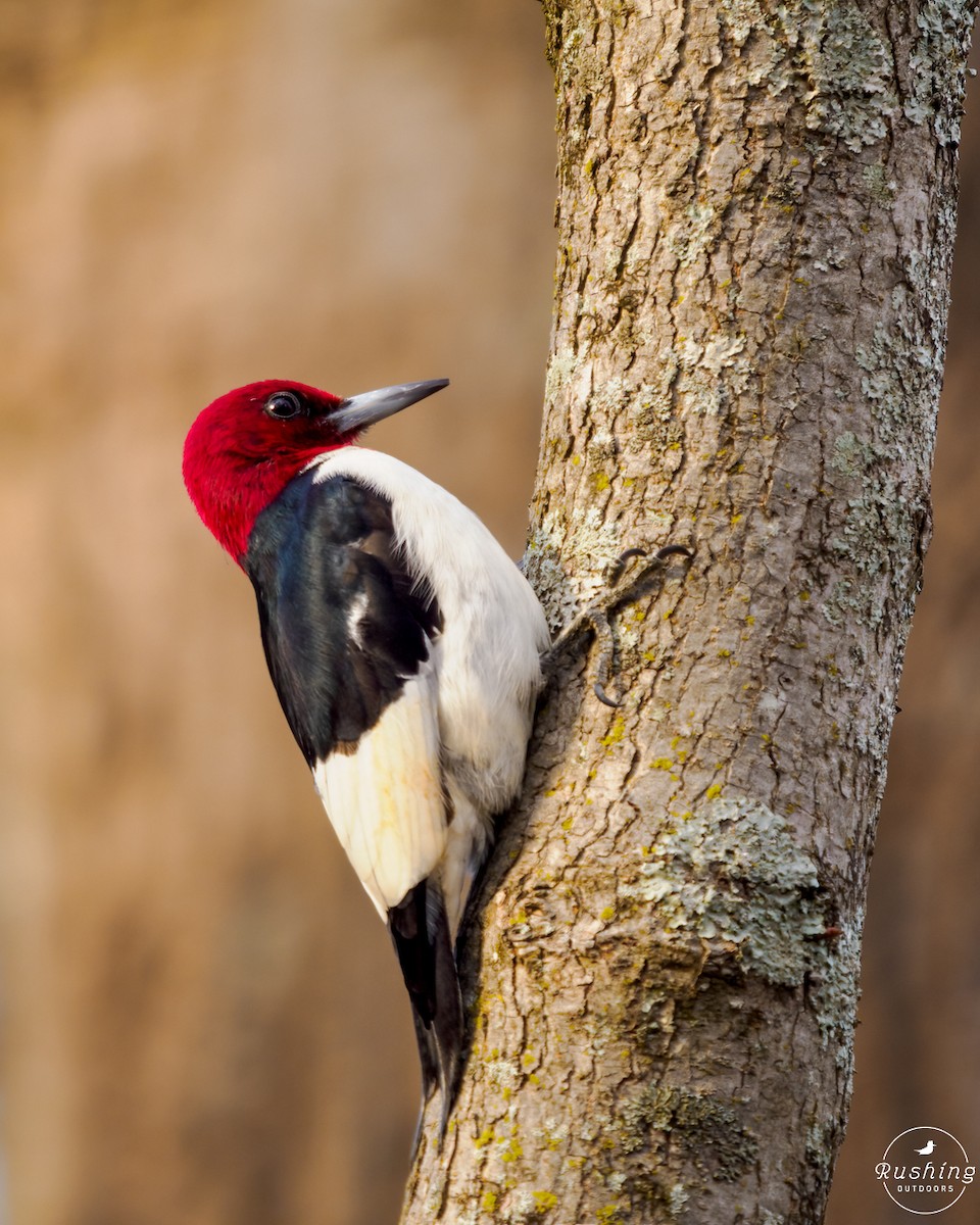 Red-headed Woodpecker - ML614894347