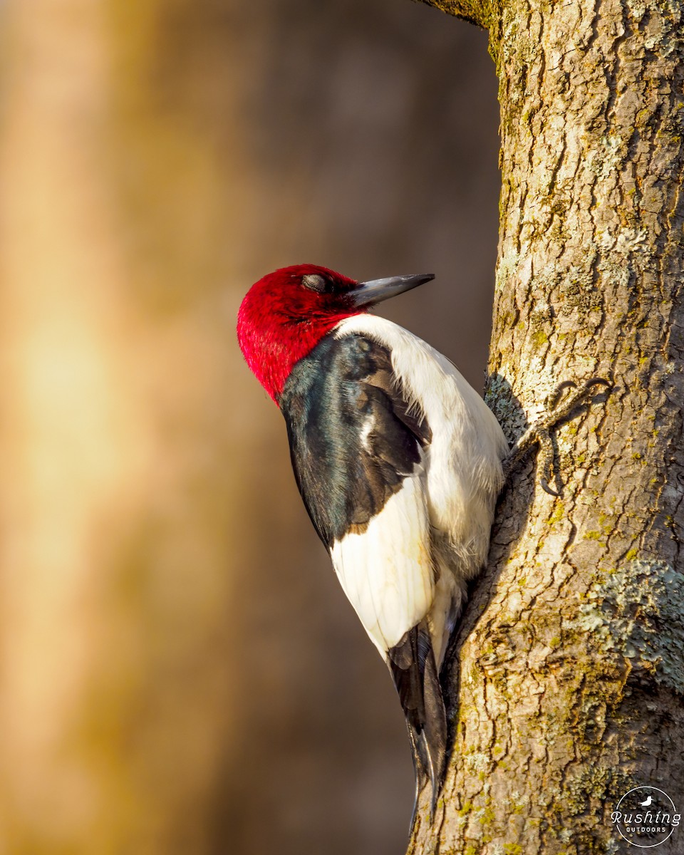 Red-headed Woodpecker - ML614894348