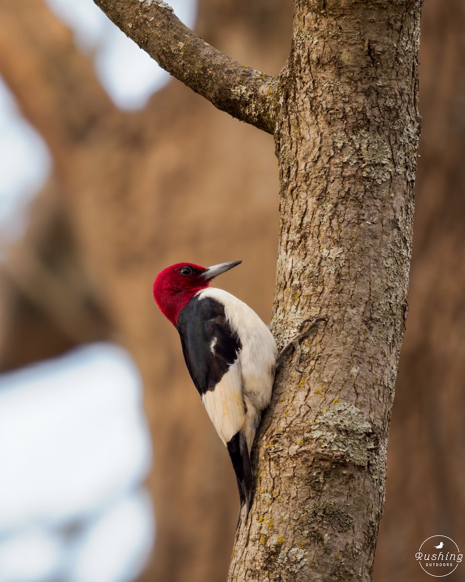Red-headed Woodpecker - ML614894349