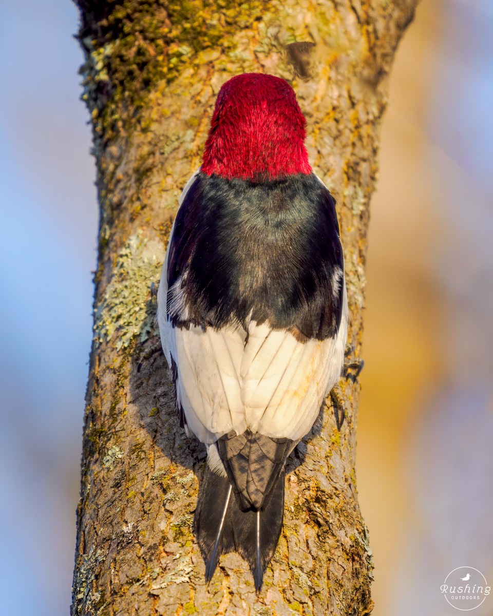 Red-headed Woodpecker - ML614894350