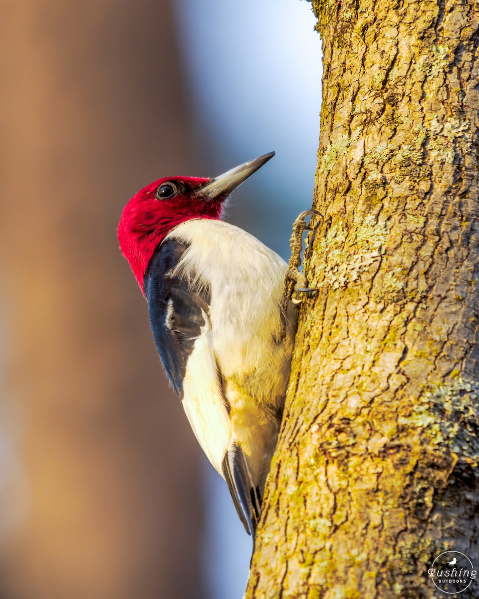 Red-headed Woodpecker - Steve Rushing