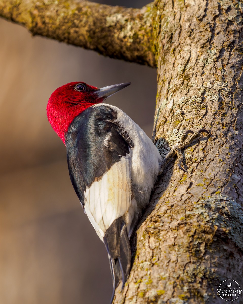 Red-headed Woodpecker - ML614894353