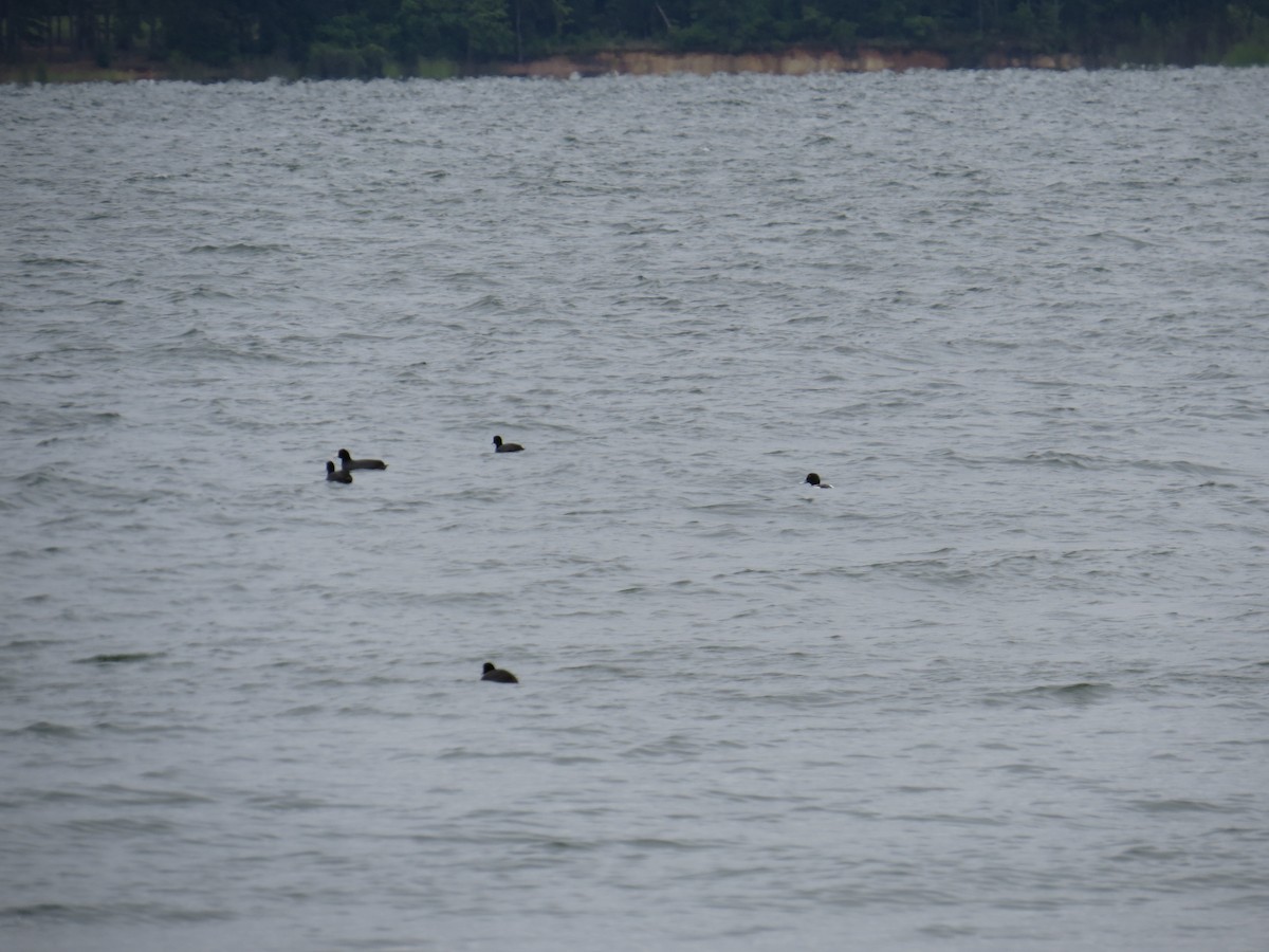 Greater/Lesser Scaup - ML614894384