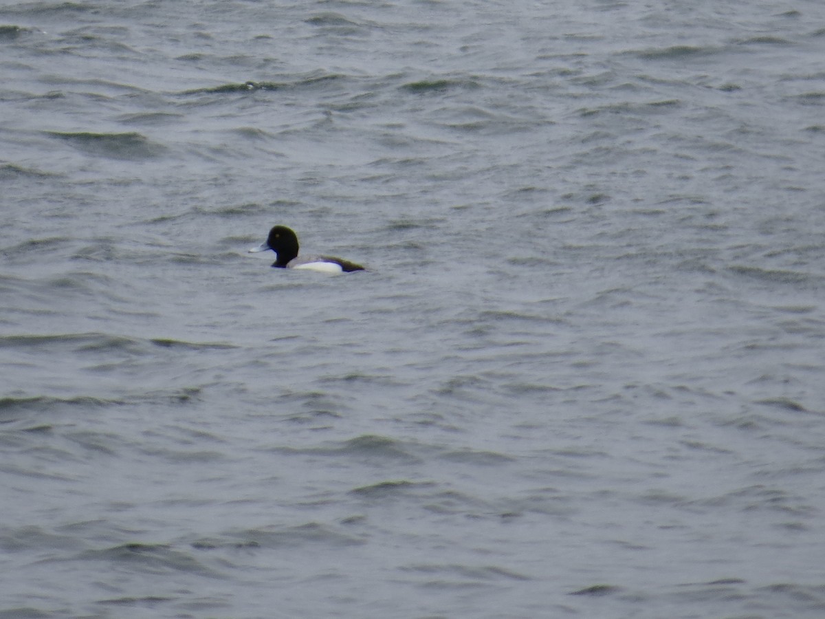 Greater/Lesser Scaup - ML614894385