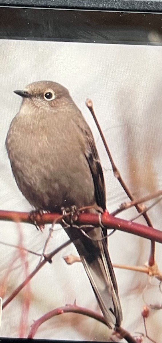 Townsend's Solitaire - ML614894661
