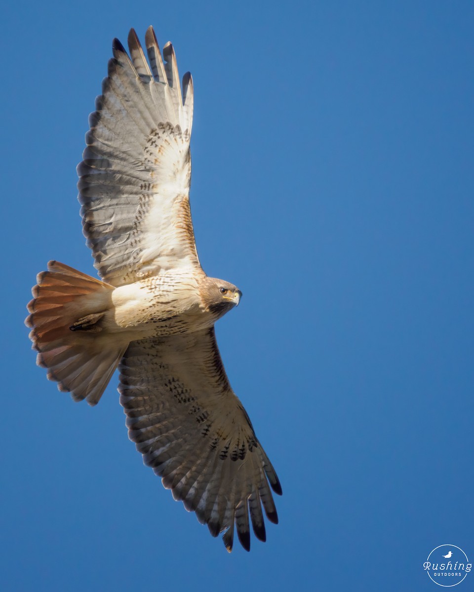 Red-tailed Hawk - ML614894721
