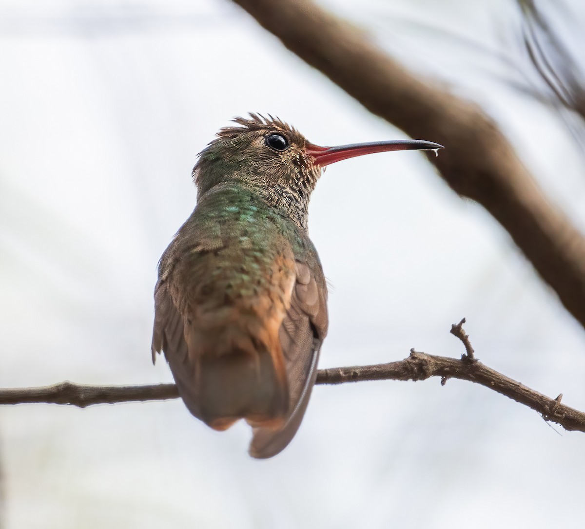 kolibřík yukatanský (ssp. cerviniventris/chalconota) - ML614894749