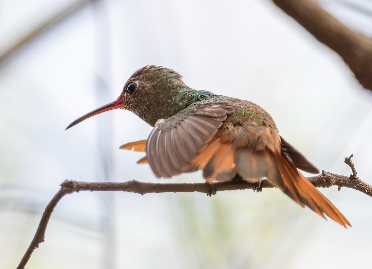 kolibřík yukatanský (ssp. cerviniventris/chalconota) - ML614894750