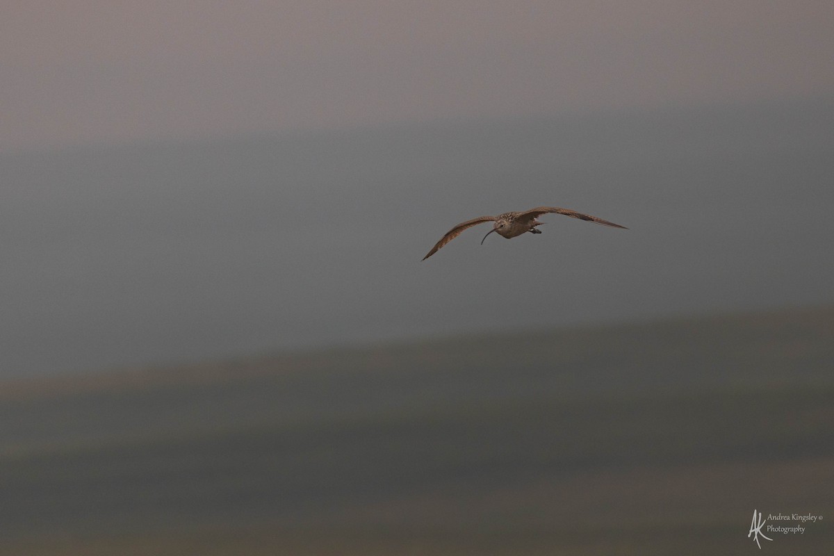Long-billed Curlew - ML614894764