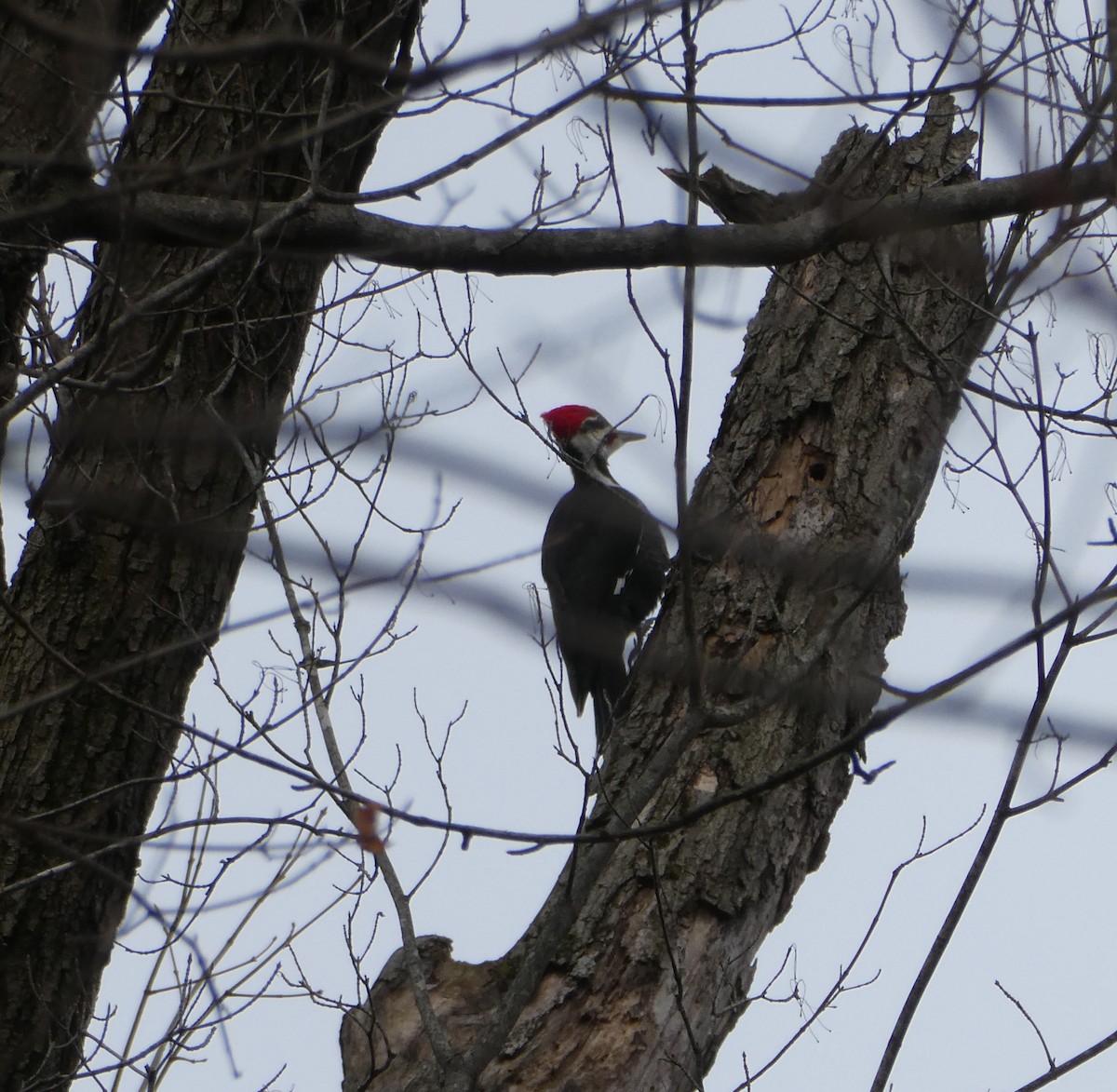 Pileated Woodpecker - ML614894922
