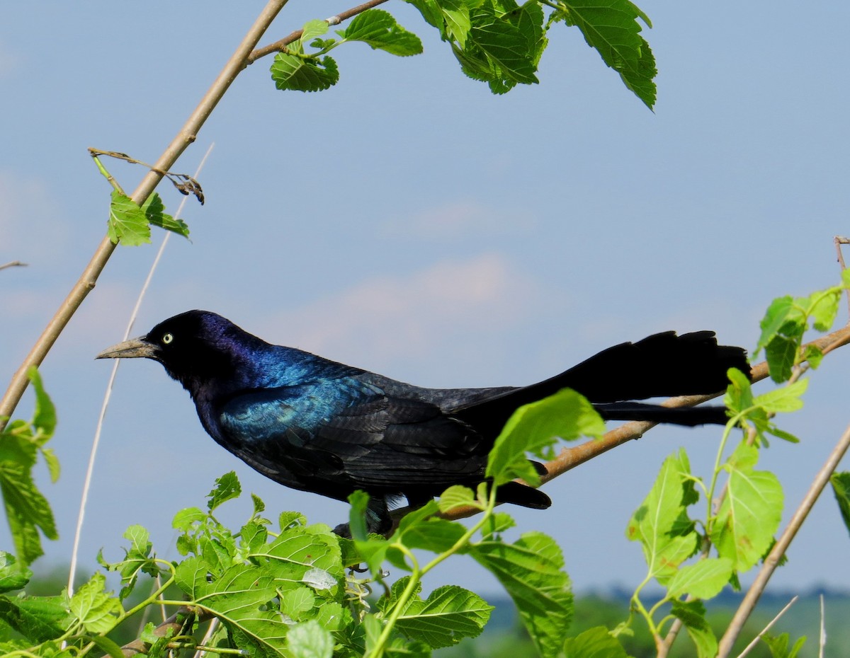 Boat-tailed Grackle - ML614895321