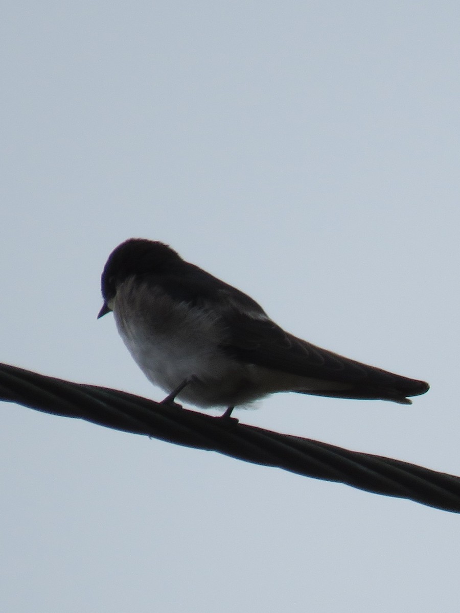 Pearl-breasted Swallow - Gareth Bain