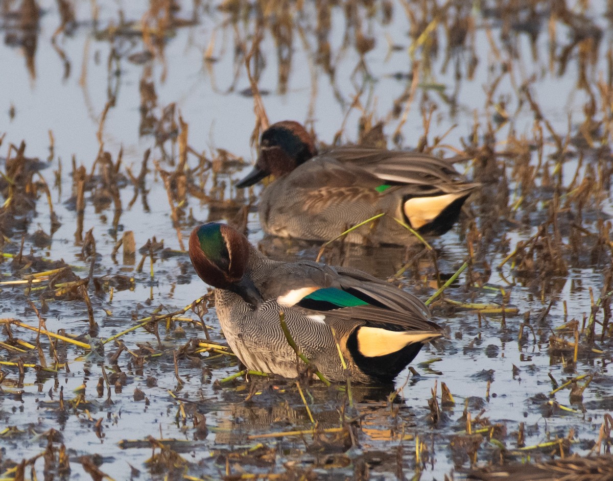 Green-winged Teal - ML614895402