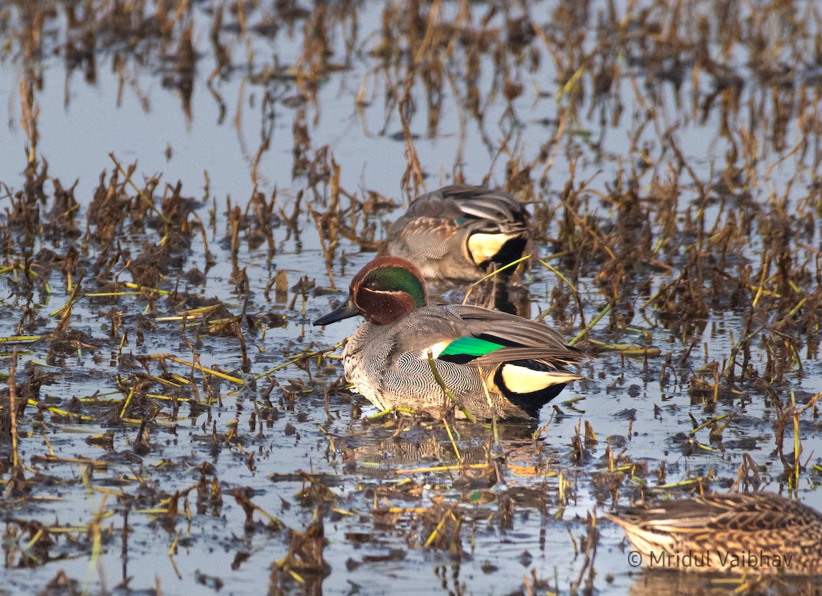Green-winged Teal - ML614895403