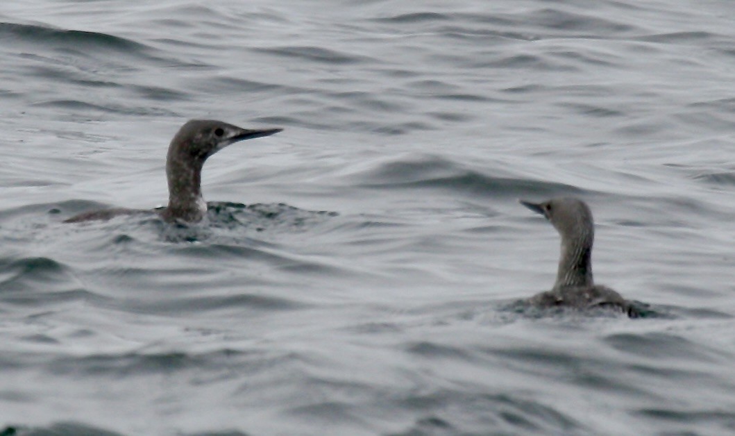 Red-throated Loon - ML614895680