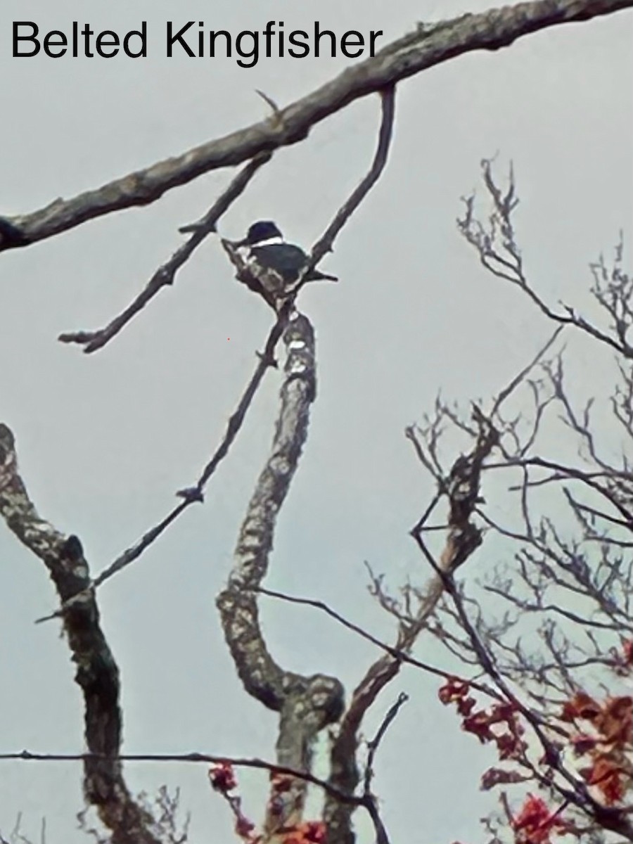 Belted Kingfisher - ML614895937