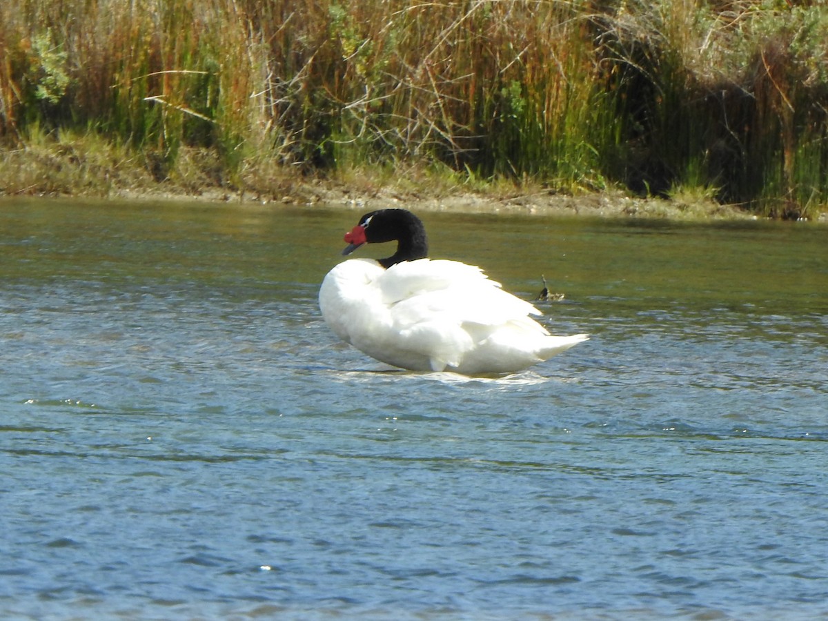 Black-necked Swan - Anna Stalcup