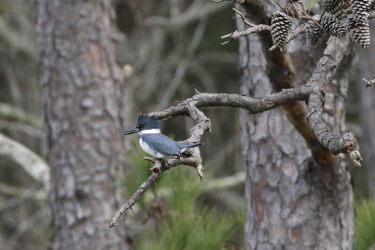 Belted Kingfisher - ML614896192