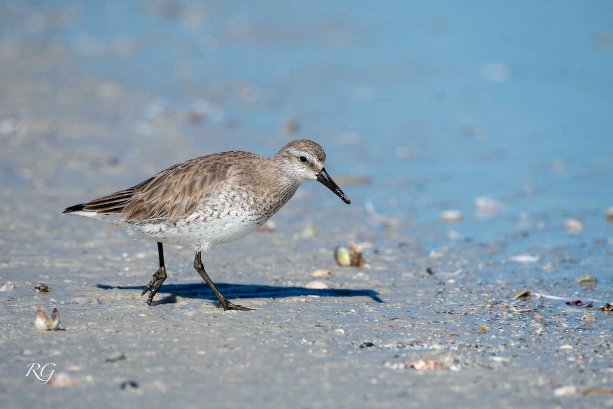 Red Knot - ML614896431