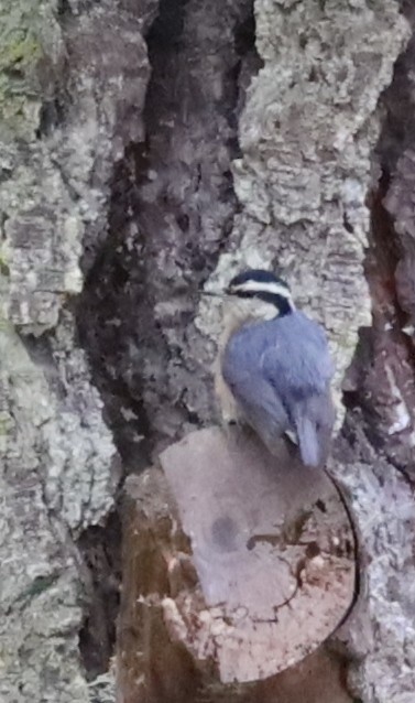 Red-breasted Nuthatch - ML614896700