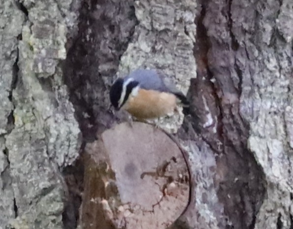 Red-breasted Nuthatch - ML614896714