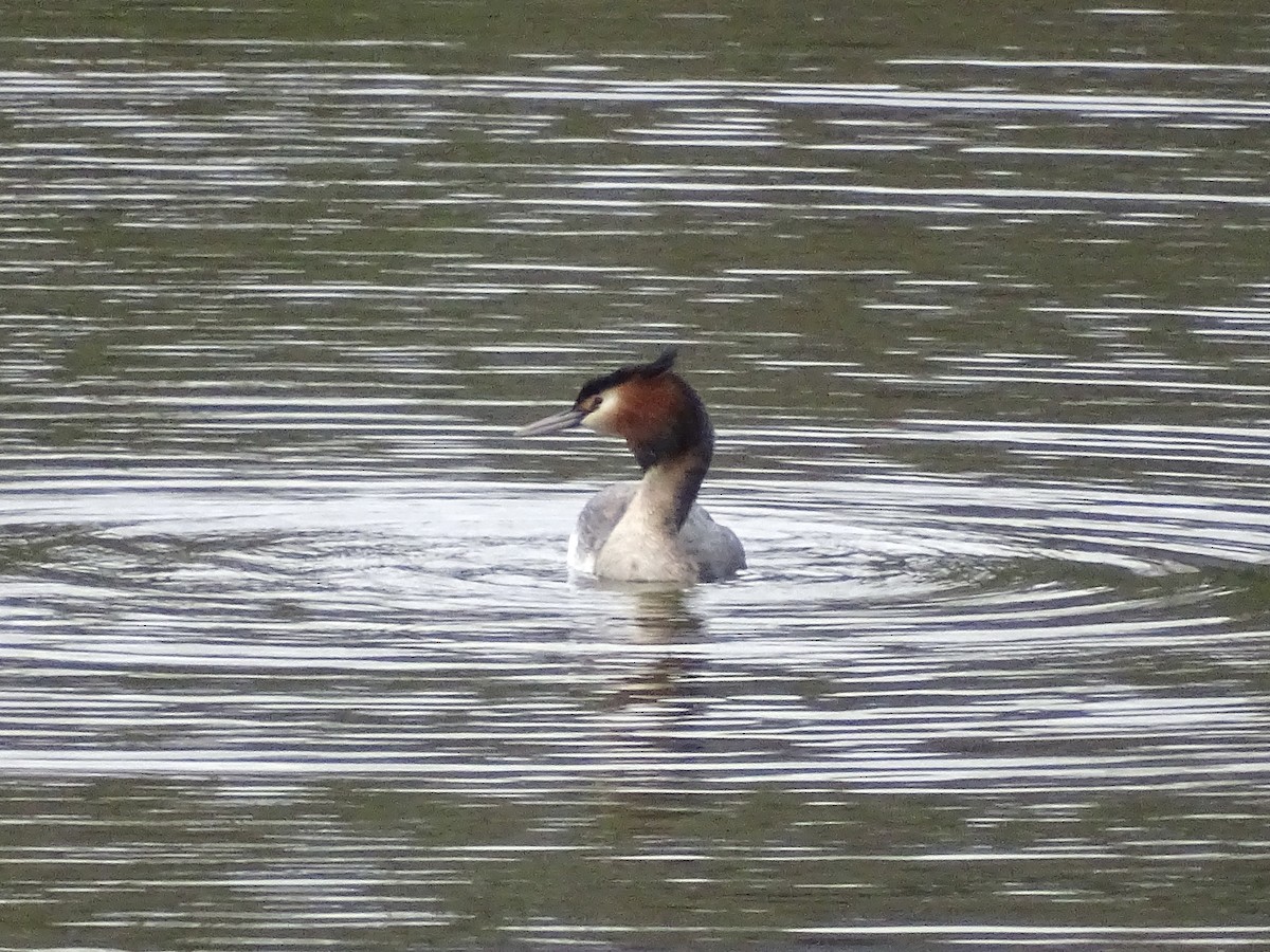 Great Crested Grebe - ML614896892